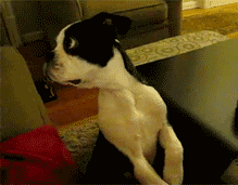 gif-dog-head-464587_zps50946cee.gif