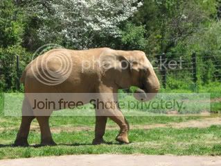 AfricanElephant2.jpg
