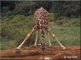 vulnerable-giraffe.jpg