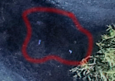 20181104-searchscan1-014_closeup-jpg.164715