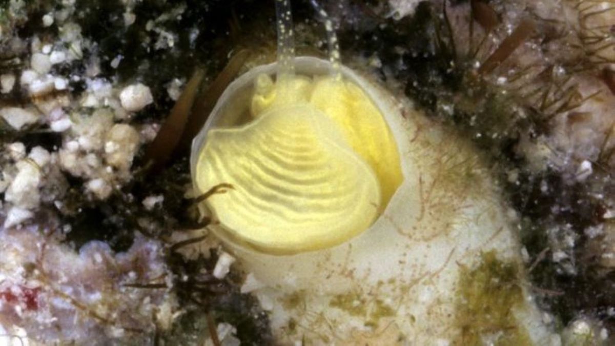 www.livescience.com