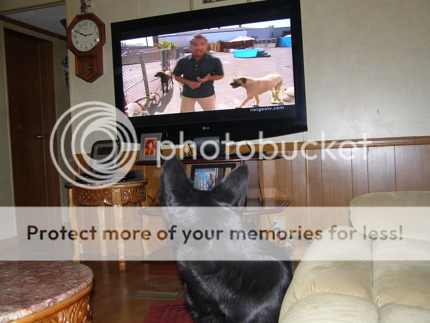 dogwhispererrrrrrrrrrrrrr005.jpg