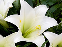 dct.myfamilyannouncements.co.uk