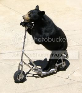 bear-bicycle.jpg