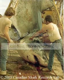 Wh_shark2.jpg