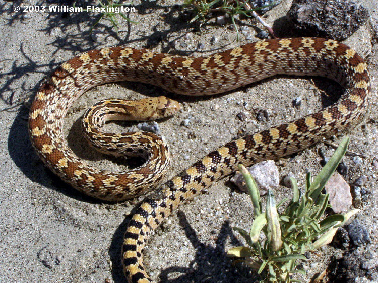 pituophis2rivflax.jpg
