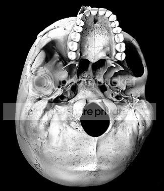 skullbottom.jpg