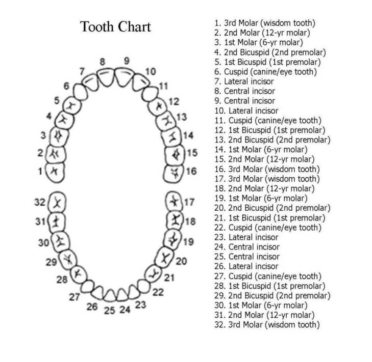 tooth-chart_orig.jpg
