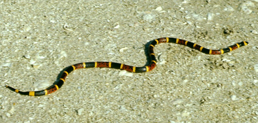 Coral_snake.jpg