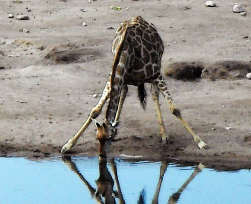 giraffe-drinking-water.jpg