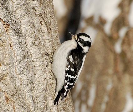 downy_woodpecker_2.jpg