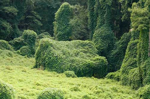 kudzu-covered-house.jpg