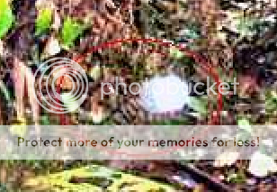 zoom.png
