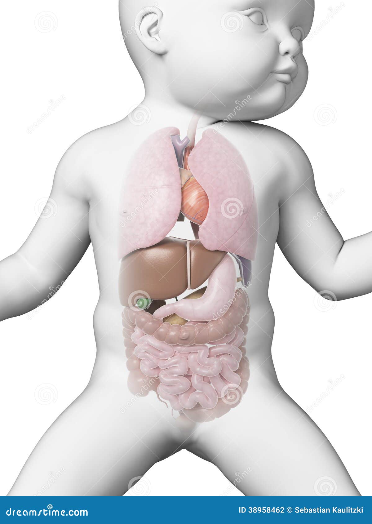 organs-baby-medical-illustration-showing-38958462.jpg