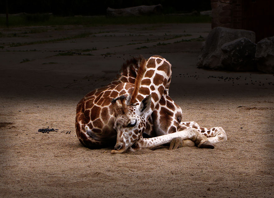 sleeping-giraffes-6__880.jpg