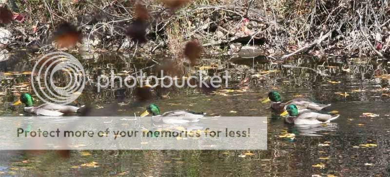 mallards.jpg