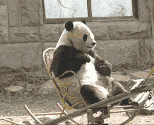 tumblr_m1gl0up3de1r8pjnro1_400.gif