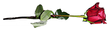 rose_zps1ef05dbc.png