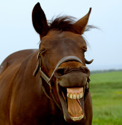 horse-face02.jpg
