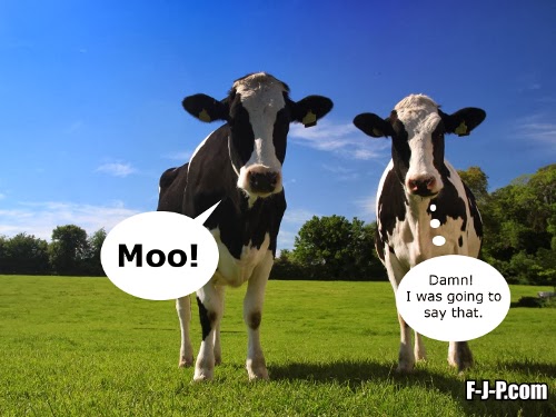 funny-two-cows.jpg