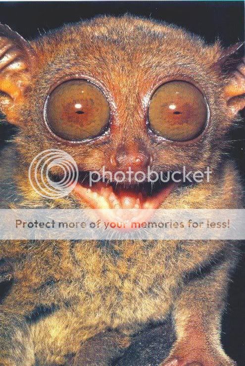 tarsiers_2-3.jpg