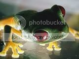 redeyed-tree-frog_683_600x450.jpg