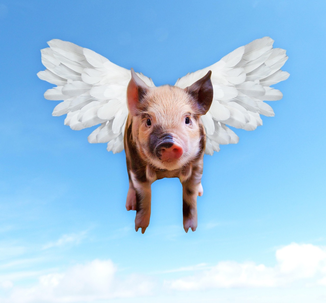 pigs-1520968_1280.jpg
