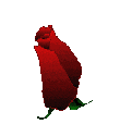 rose-1.gif