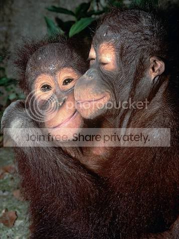 chimps-hugging.jpg