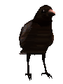crow_shuffle.gif