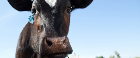 n-COWS-large570.jpg