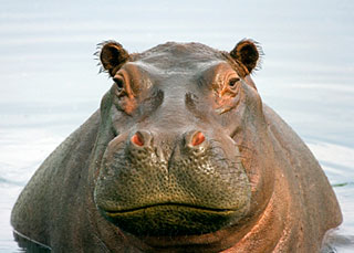 hippo.jpg