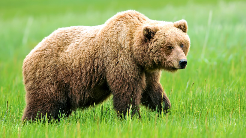 wyoming-grizzly-bear-top_0.jpg