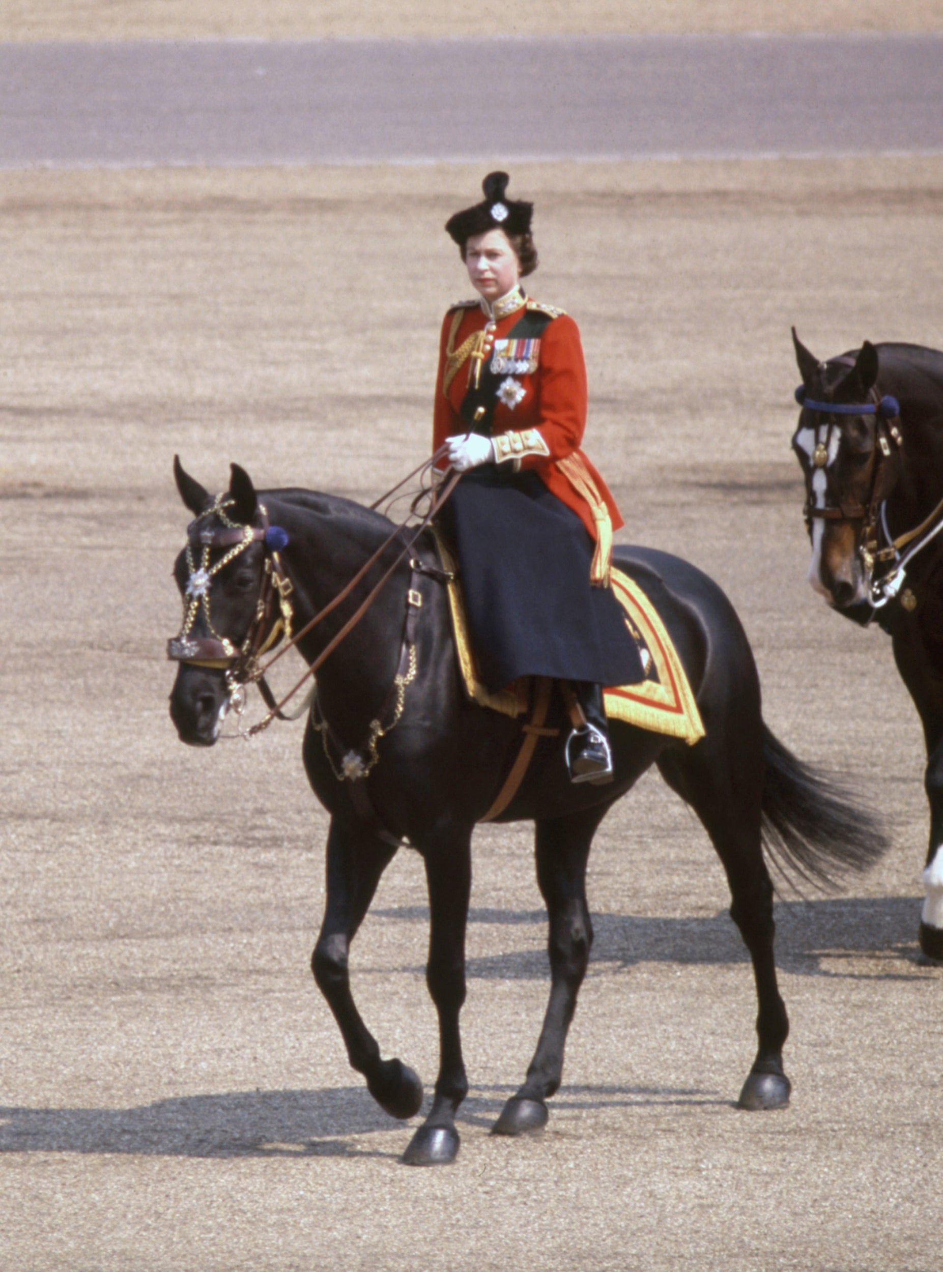 burmese-queen-horse.jpg