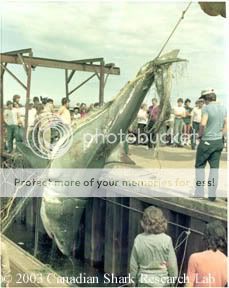Wh_shark1.jpg