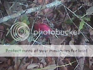 Rose-1.jpg