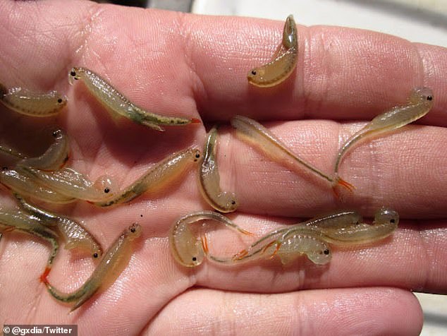 Hundreds of three-eyed fairy shrimp were spotted in the muddy landscape where Burning Man took place this past week