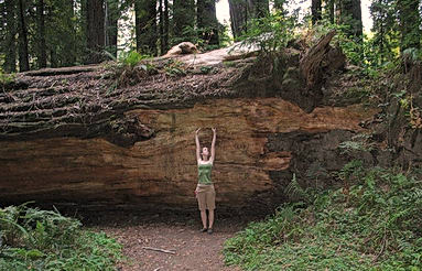 03-4-redwood.jpg