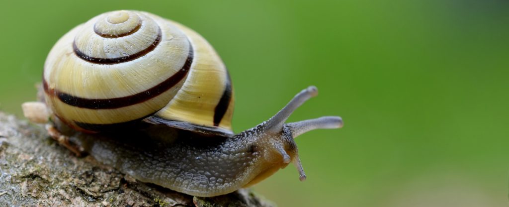 Snail-1024x416.jpg