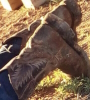 jacobs_bruce_boots.jpg