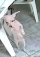 chihuahuadancing_zps790d881b.gif
