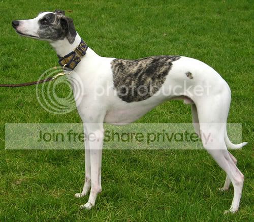 whippet.jpg