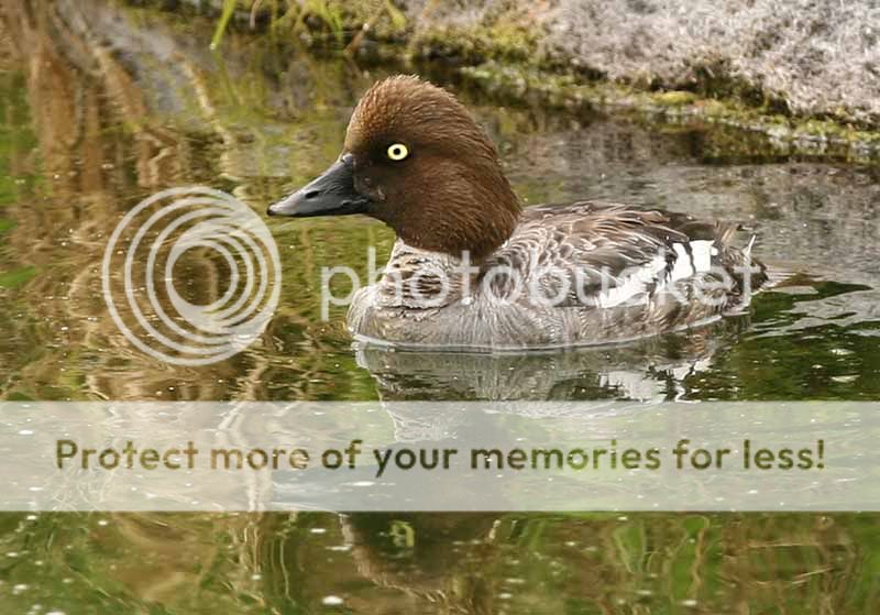 brownheadedduck_sm.jpg