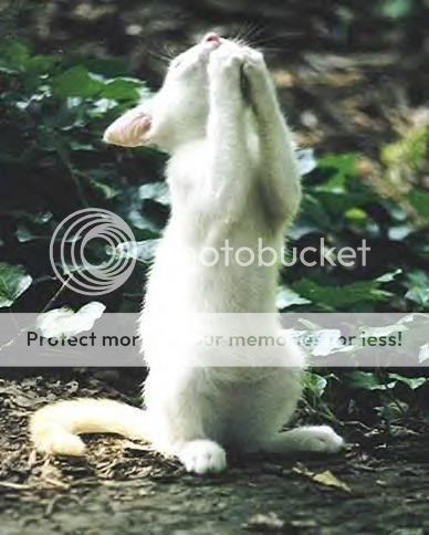 prayingkitty4.jpg