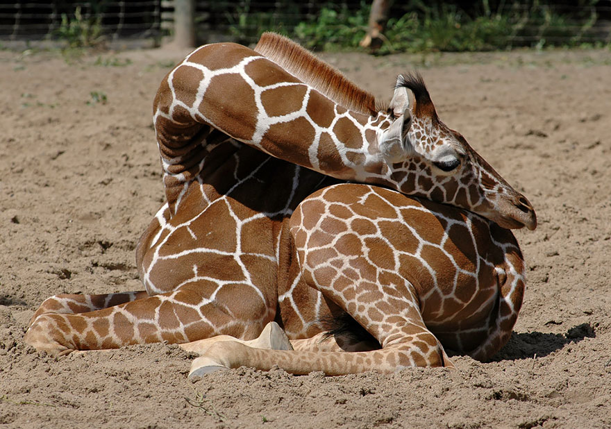 sleeping-giraffes-7__880.jpg