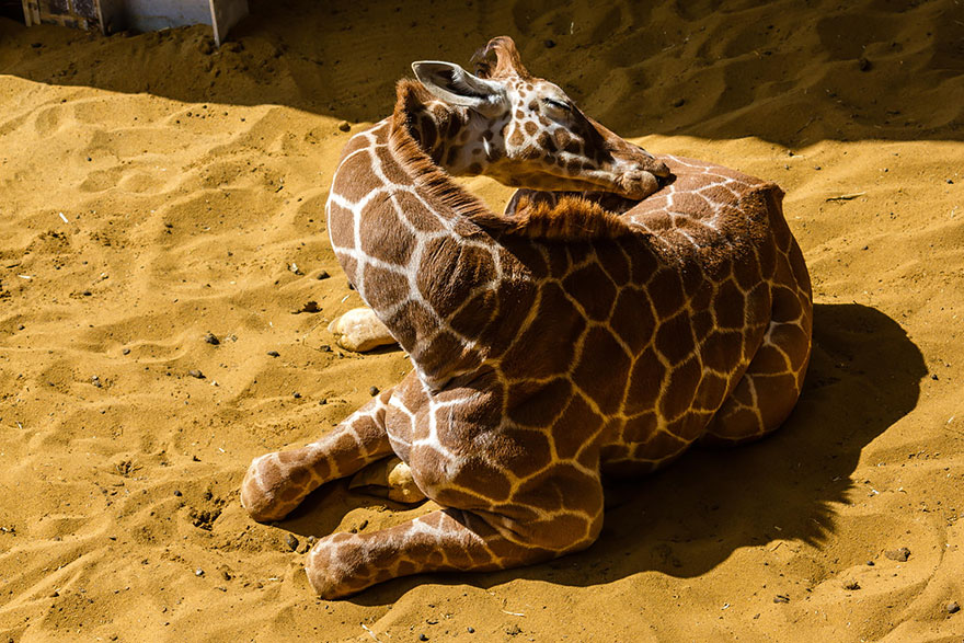 sleeping-giraffes-10__880.jpg