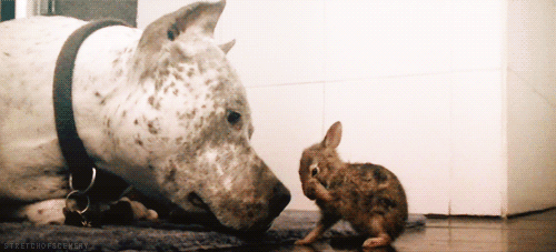 tumblr_inline_mj2bj5t2C11rybpz1.gif