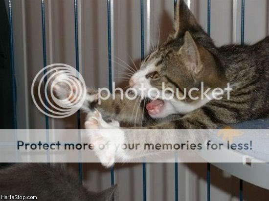 Crazy_Cat.jpg