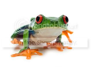 tree_frog.jpg
