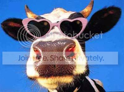 funny_cow_pink_glasses.jpg